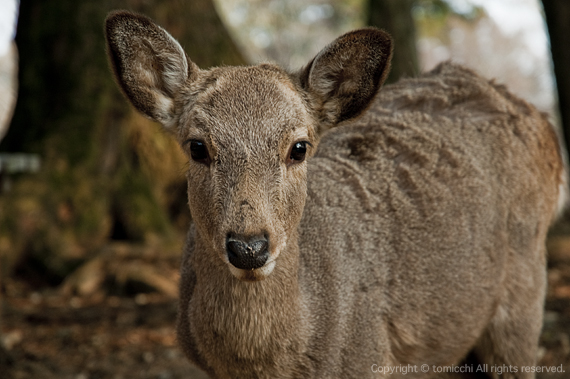 deer-2.jpg