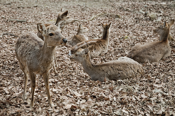 deer-6.jpg