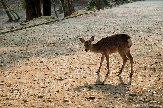deer-8.jpg